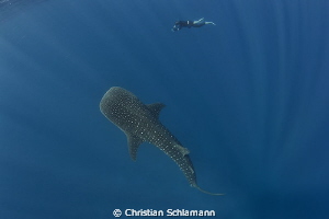 Beautiful time with a whale shark at the Silver Banks. by Christian Schlamann 